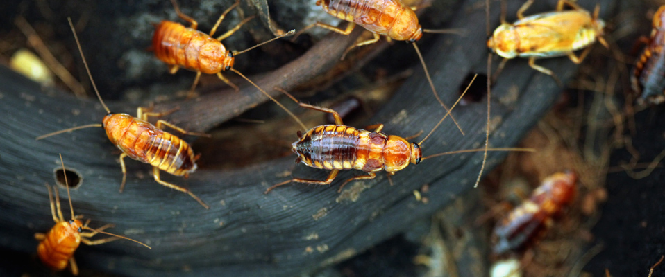 American Cockroaches