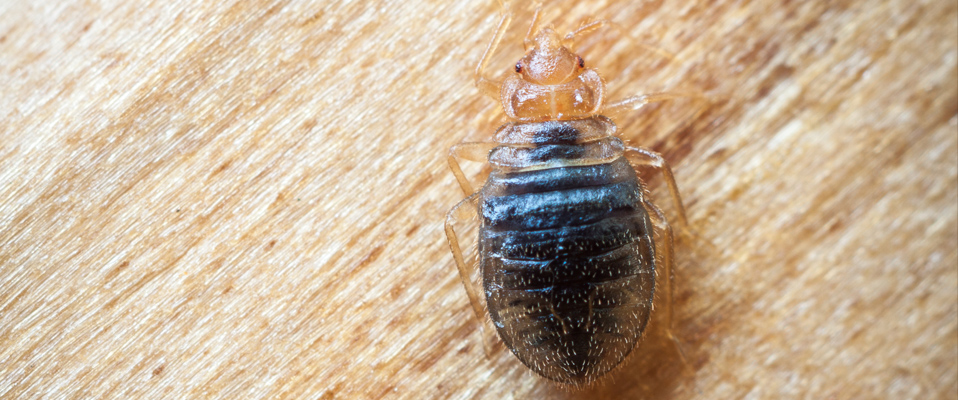 Bed bug