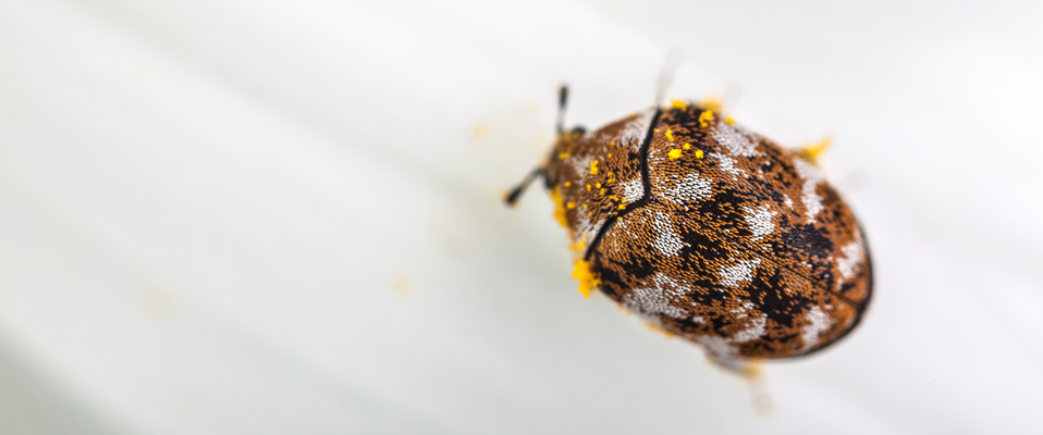 Varied Carpet Beetle