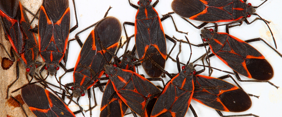 Boxelder Bug
