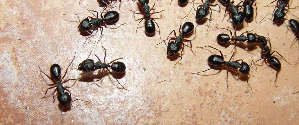 Carpenter Ants