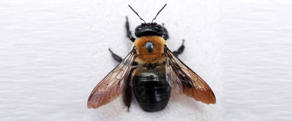 Carpenter Bee