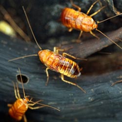 Cockroaches