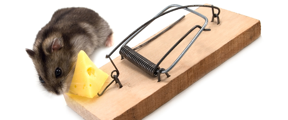 House Mouse beside a mouse trap