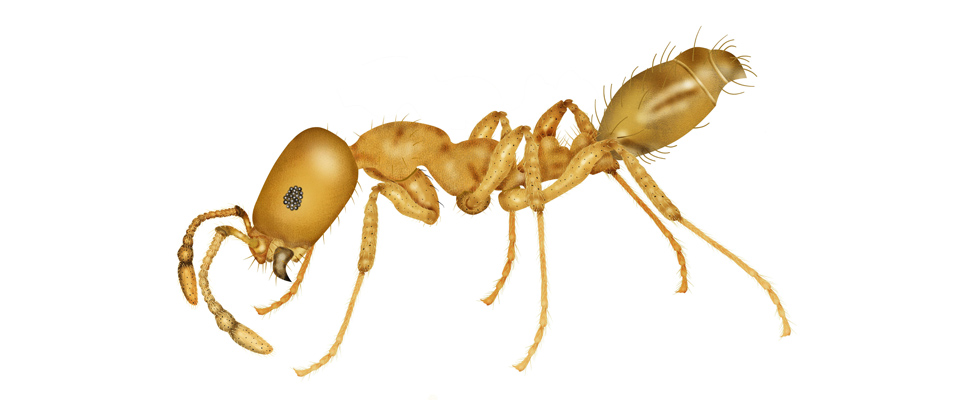 Pharoah Ant