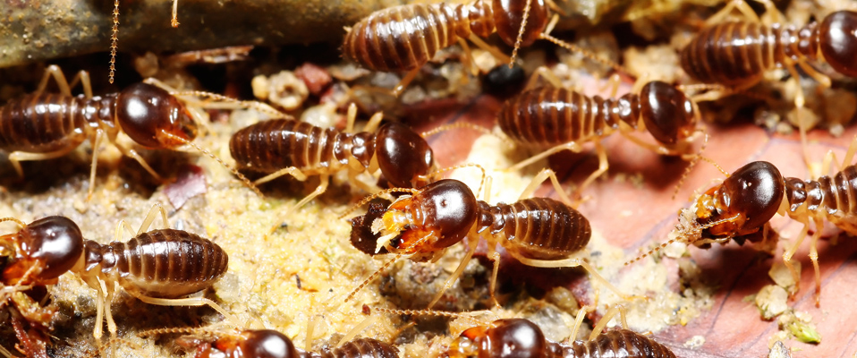 Termites
