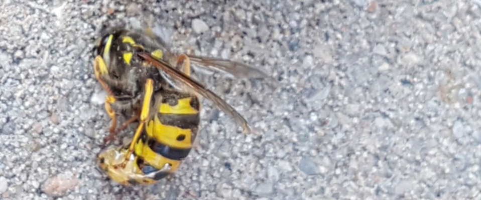 Hornet